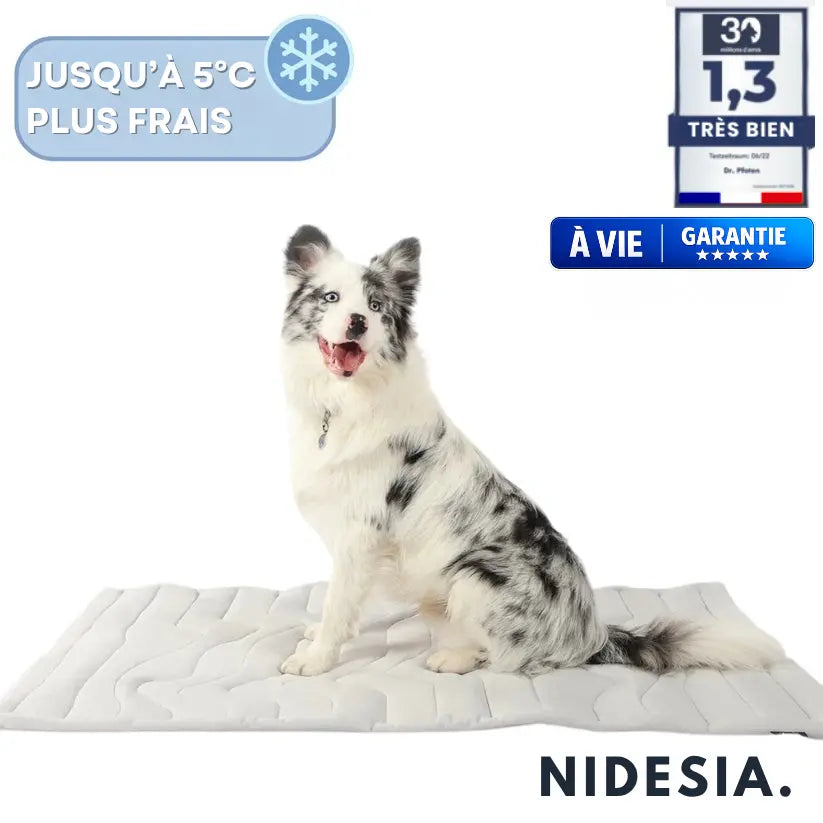 NidesiaChill™ - Le tapis pour chien innovant