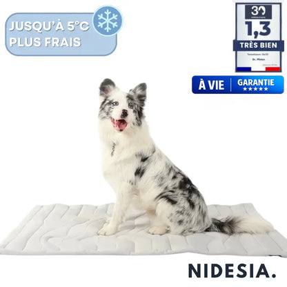 NidesiaChill™ - Le tapis pour chien innovant