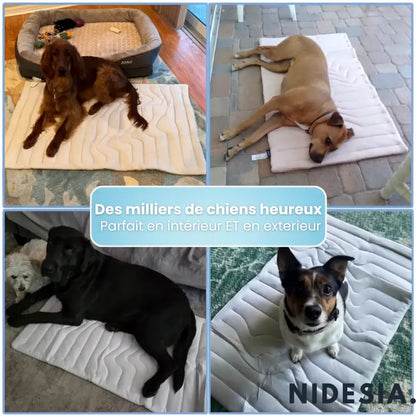 NidesiaChill™ - Le tapis pour chien innovant