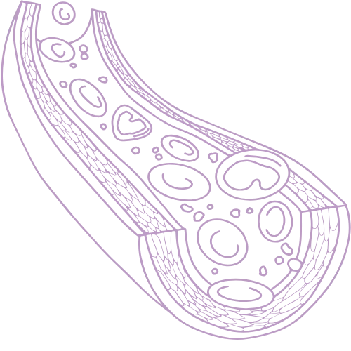 Circulation sanguine